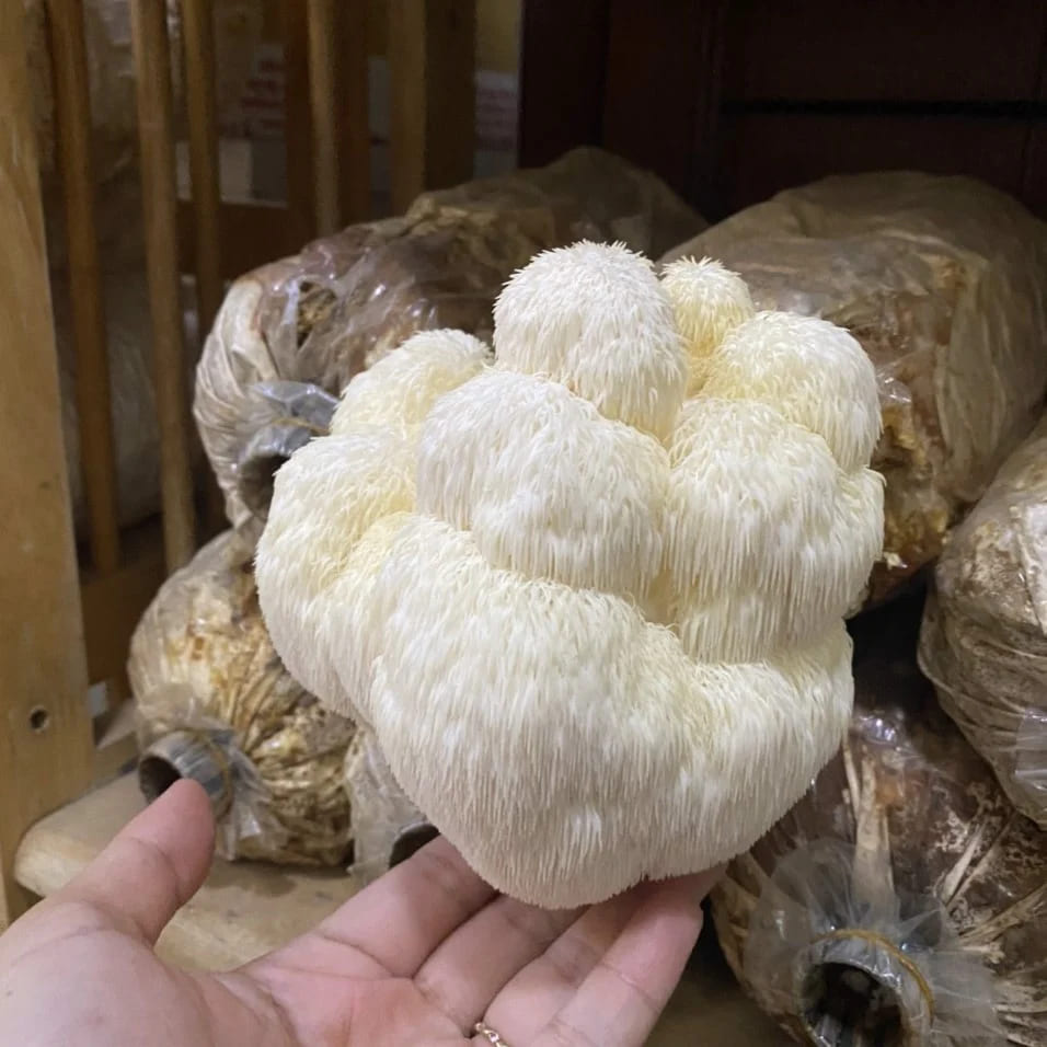 nấm hầu thủ giá bao nhiêu